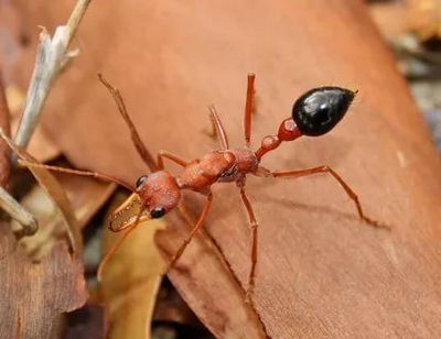 Уничтожение муравьев Троицк